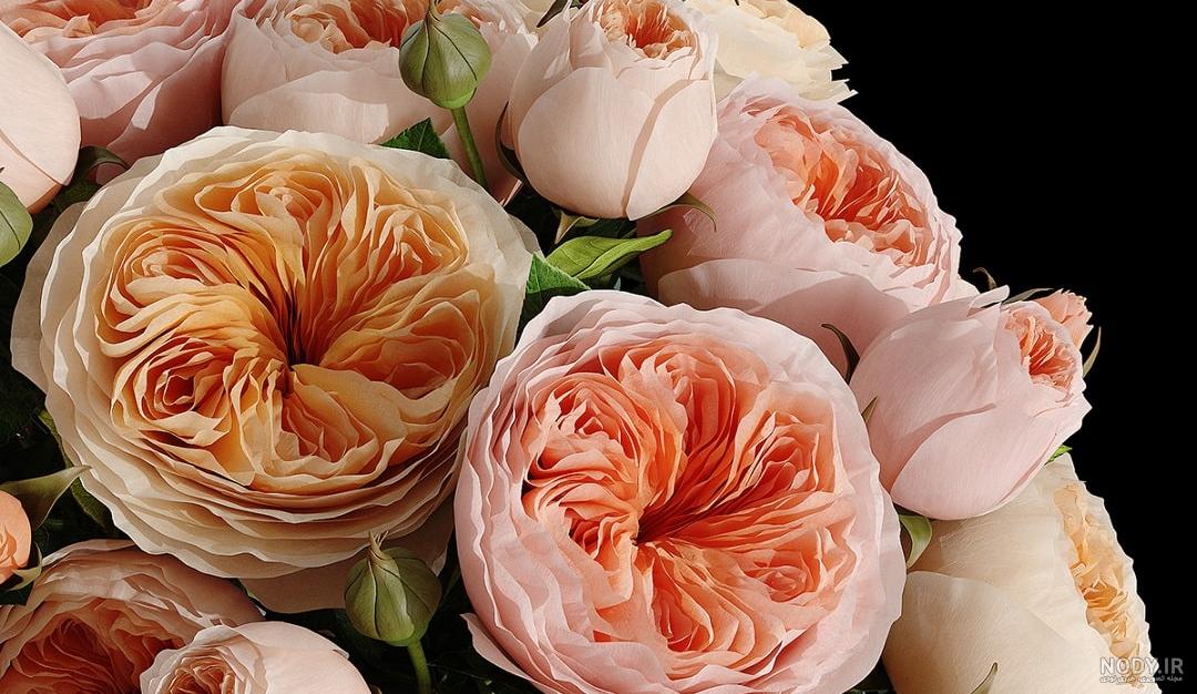 عکسهای زیباترین گلهای دنیا