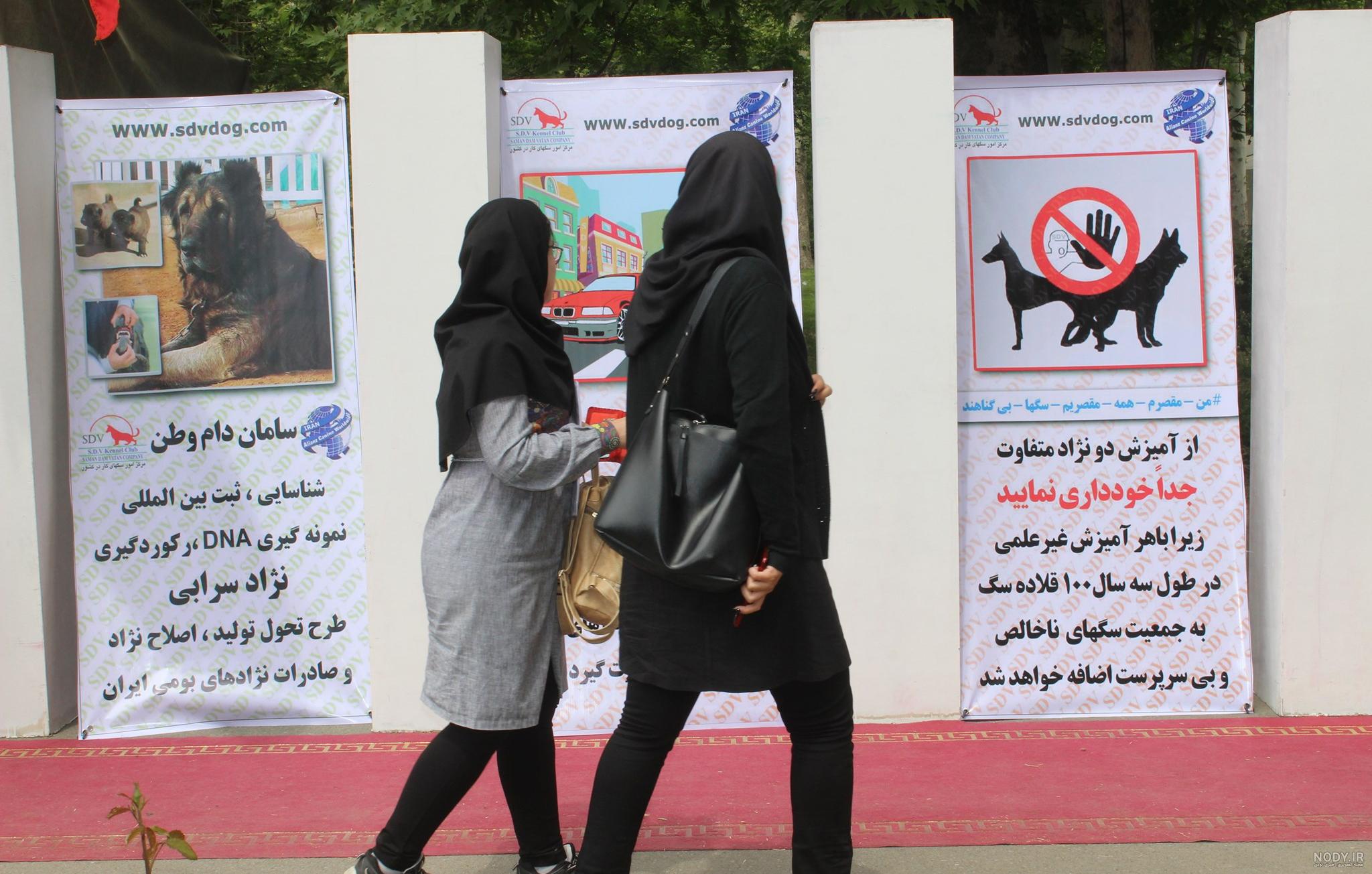 عکس سگ سرابی تراز