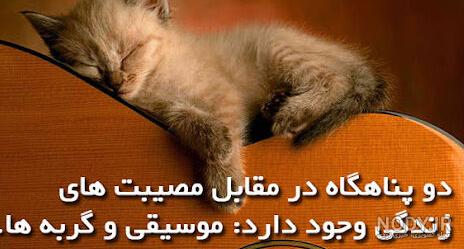 عکس نوشته انسانهای گربه صفت عکس نوشته انسانهای گربه صفت