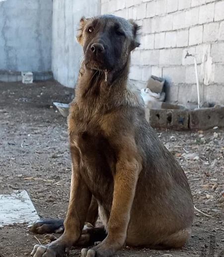 عکس سگ سرابی اصیل وحشی