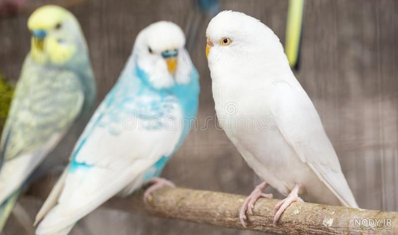 عکس مرغ عشق سفید ابی