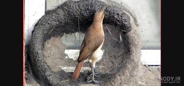 عکس پرنده ی زامبی