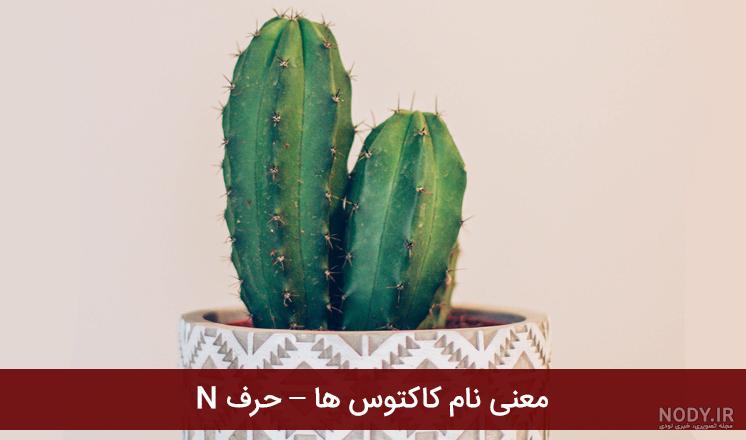 عکس چرم کاکتوس