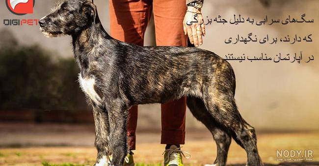 دانلود عکس سگ سرابی جنگی دانلود عکس سگ سرابی جنگی