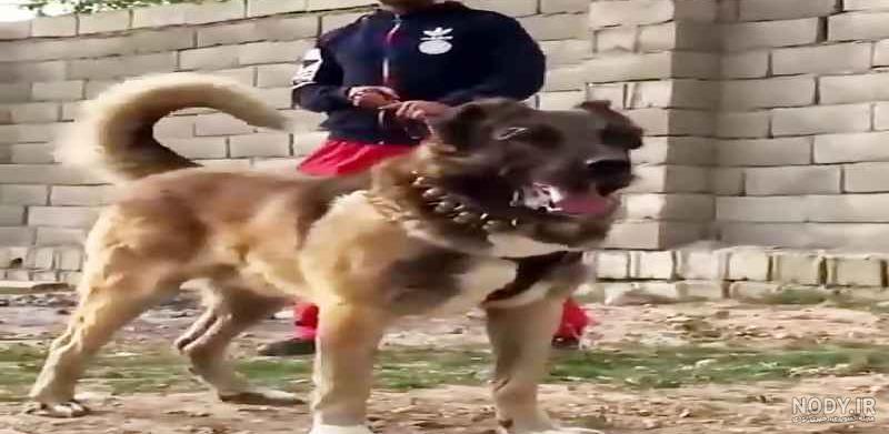 عکس سگ سرابی جنگ عکس سگ سرابی جنگ