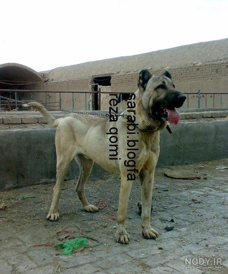 عکس سگ سرابی جنگی عکس سگ سرابی جنگی