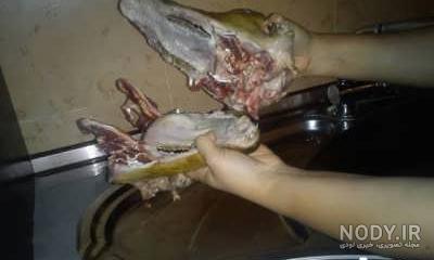 کله پاچه گربه