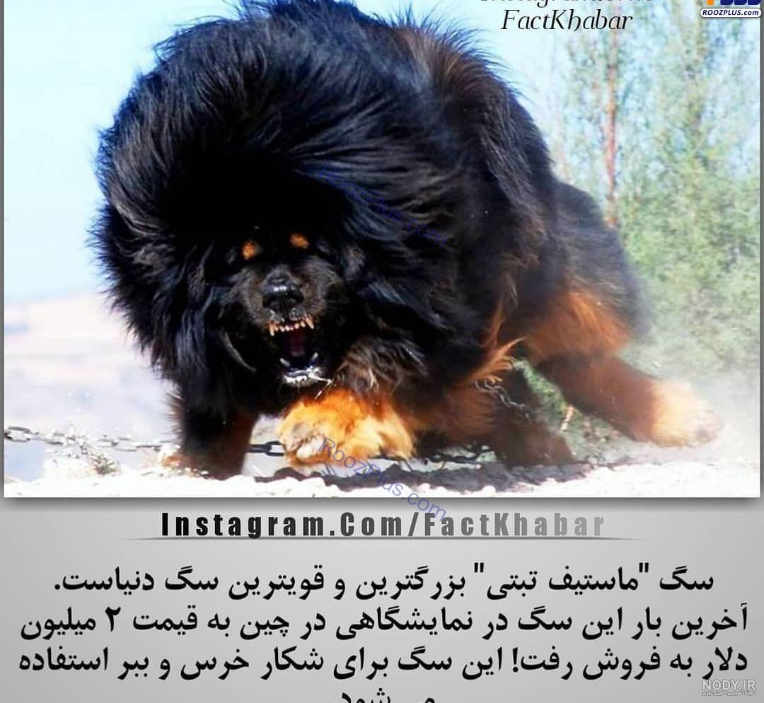 عکس بزرگترین ماهی مرکب دنیا