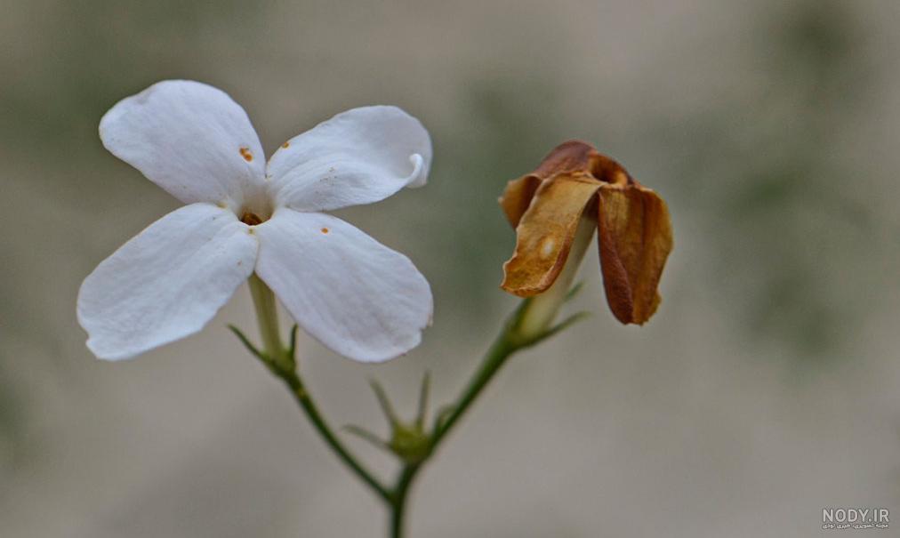 عکس یاس سفید