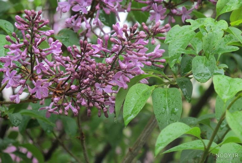 تصویر گل یاس بنفش