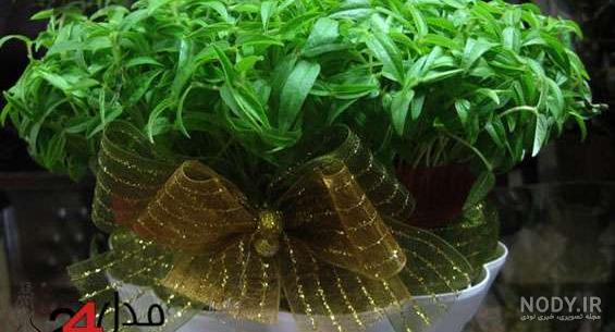 خاکشیر مدل سبزه عید 97