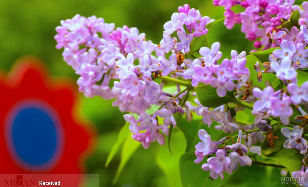 زیباترین عکس گل یاس