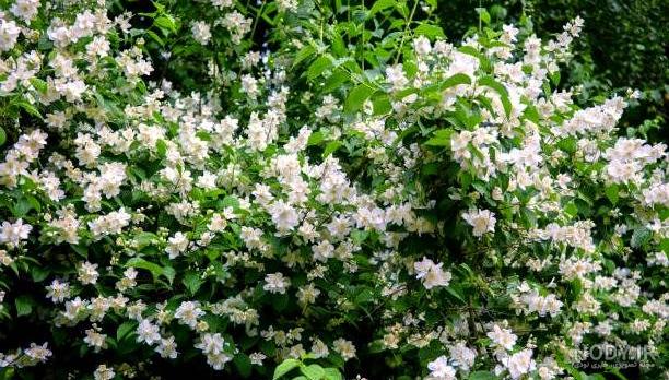 زیباترین عکس گل یاس