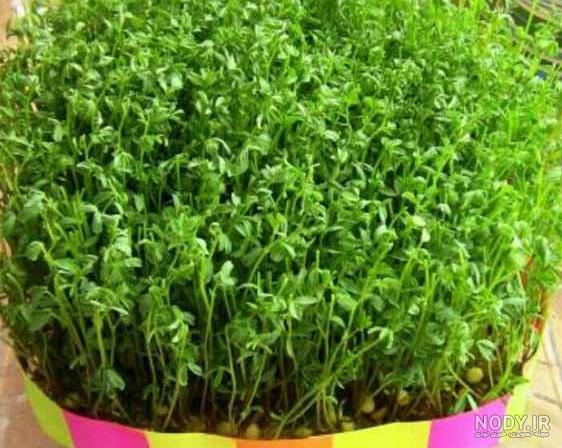 عکس انواع سبزه برای عید