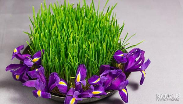 عکس سبزه برای عید