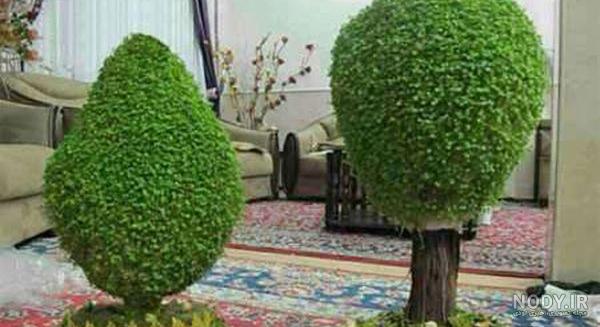 عکس سبزه جو برای عید