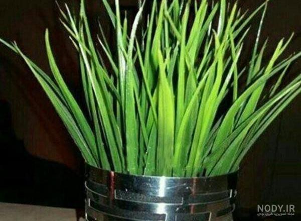 عکس سبزه عدس برای عید