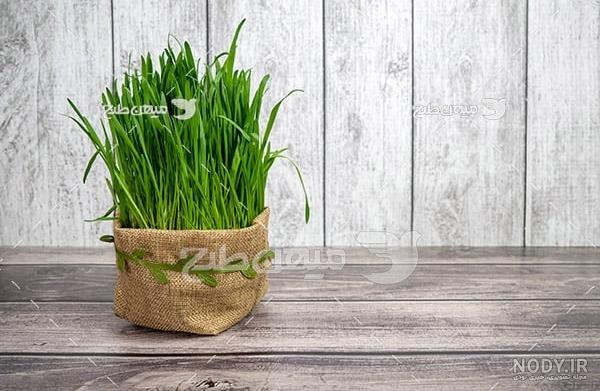 عکس سبزه عید خانگی