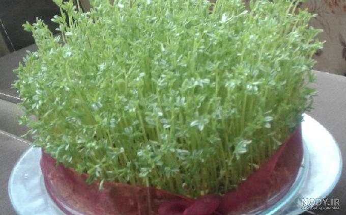 عکس سبزه نخود برای عید