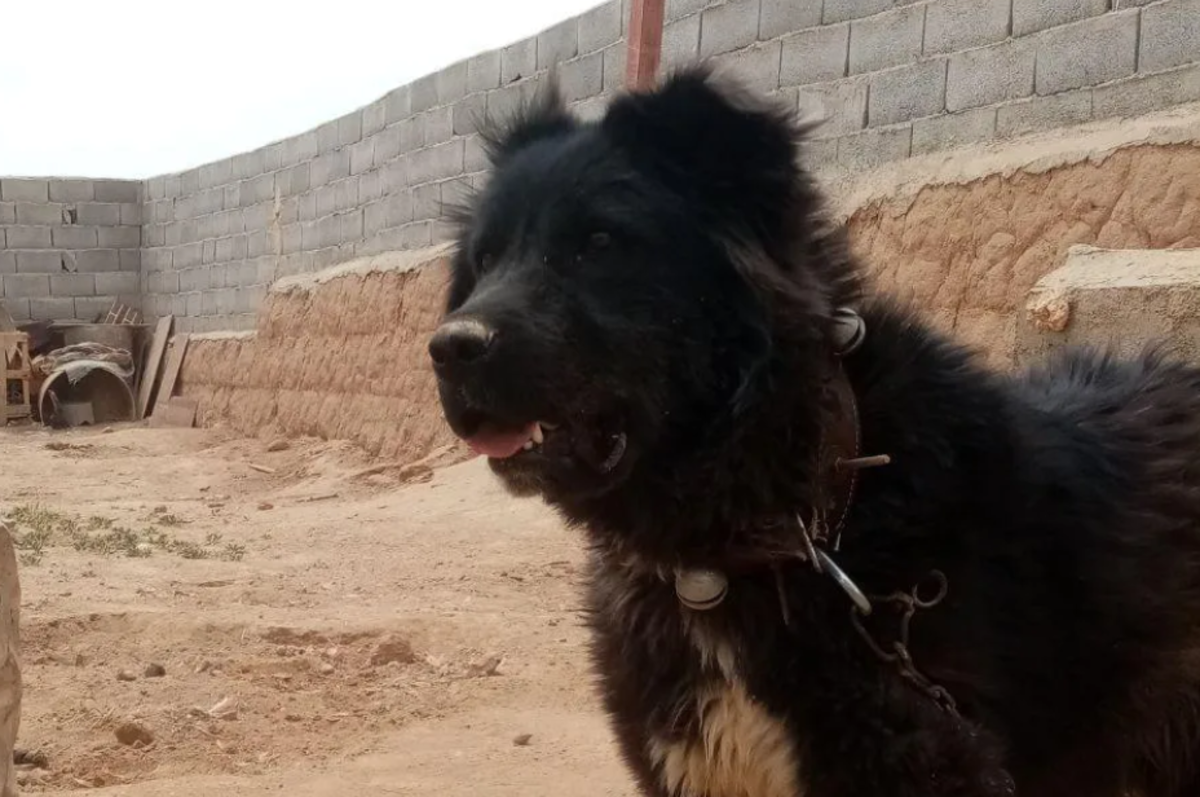 عکس سگ سرابی با گرگ عکس سگ سرابی با گرگ