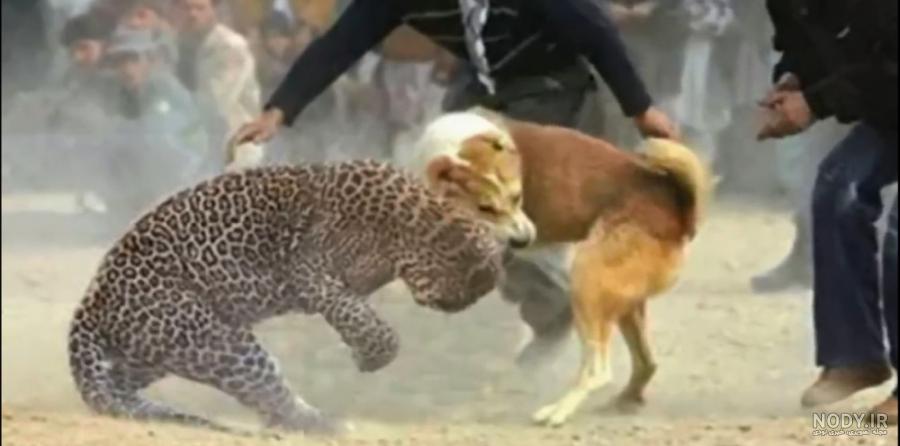 عکس سگ سرابی قرمز عکس سگ سرابی قرمز