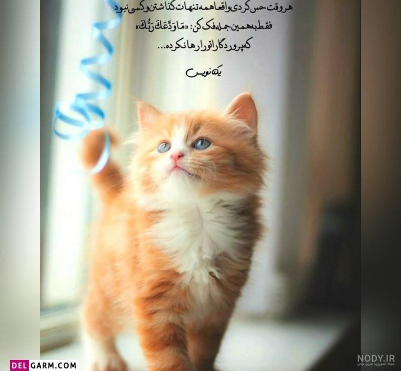عکس پروفایل واتساپ لاکچری