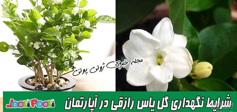 عکس گل یاس بنفش