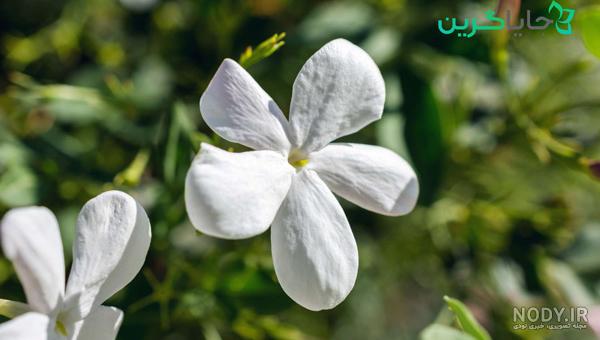 عکس گل یاس زرد