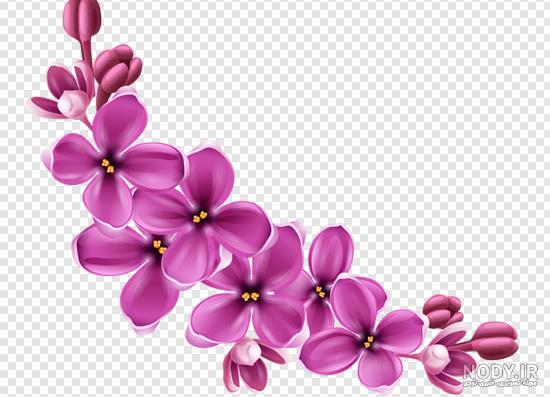 عکس گل یاس زیبا