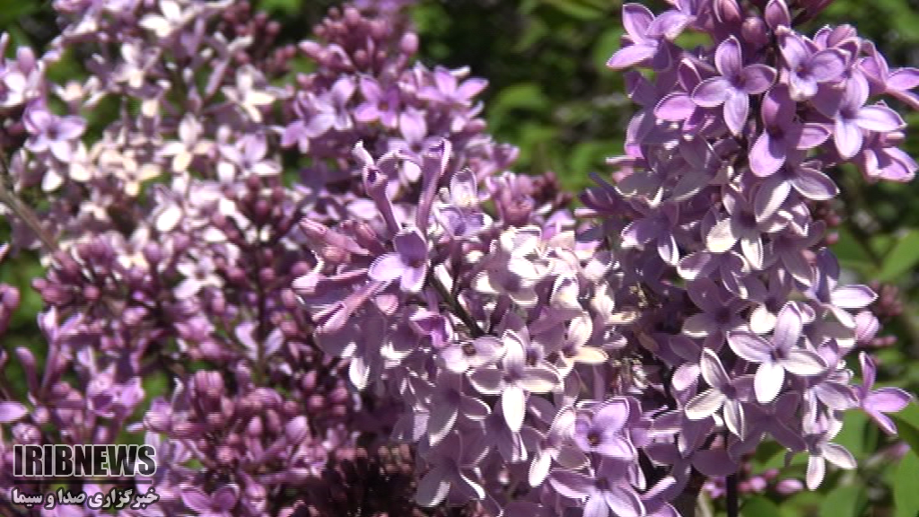 عکسهای گل یاس بنفش