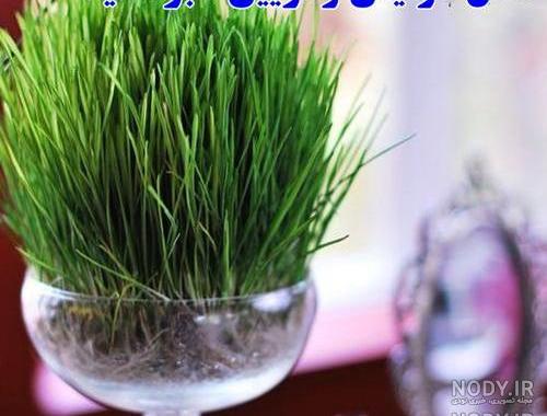 مدل سبزه عید برای عروس