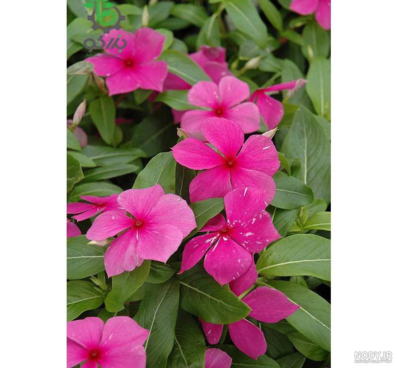 گل یاس رازقی