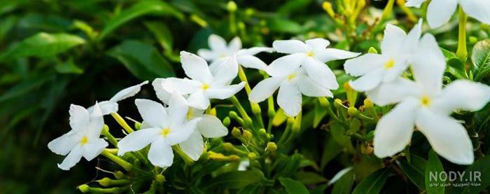 یاس بنفش یاس خوشهای