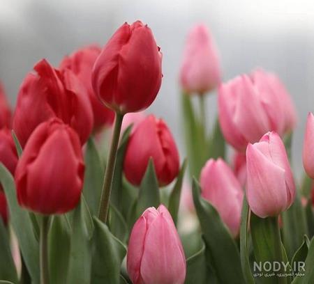 زیباترین عکس گل رز