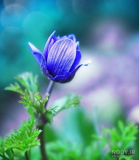 عکس آبیاری قطره ای