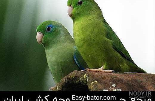 عکس بزرگترین مرغ عشق دنیا عکس بزرگترین مرغ عشق دنیا