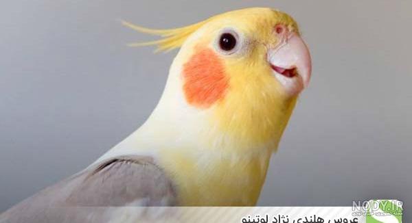 عکس جوجه عروس هلندی