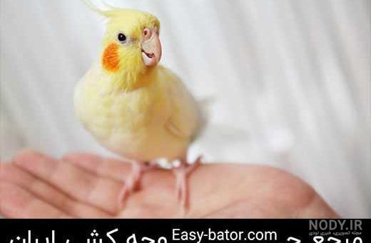 عکس جوجه عروس هلندی 30 روزه