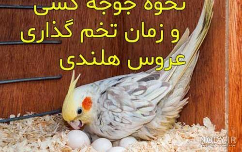 عکس جوجه عروس هلندی 40 روزه