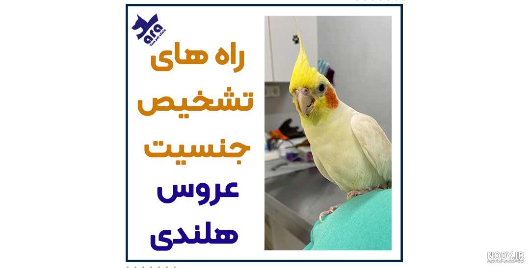 عکس جوجه عروس هلندی دو ماهه