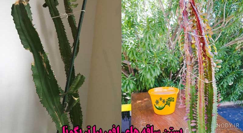 عکس کاکتوس خراب شده