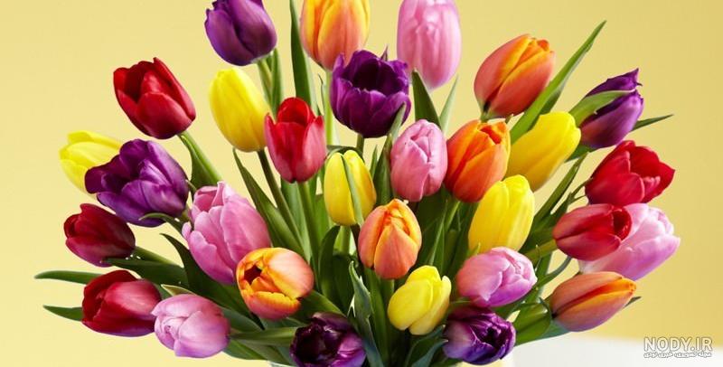 زیباترین عکس دنیا گل
