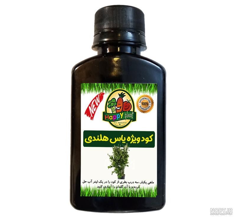 عکس برگ یاس هلندی