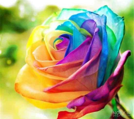 عکس زیباترین گل دنیا