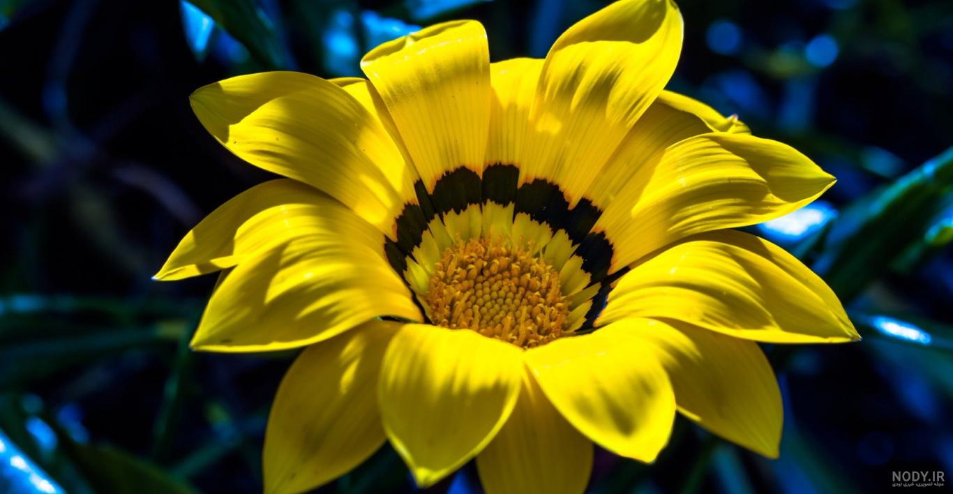 عکس زیباترین گل دنیا برای پروفایل
