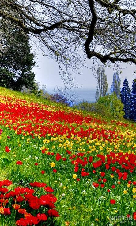 عکس سیاه برای پس زمینه عکس سیاه برای پس زمینه