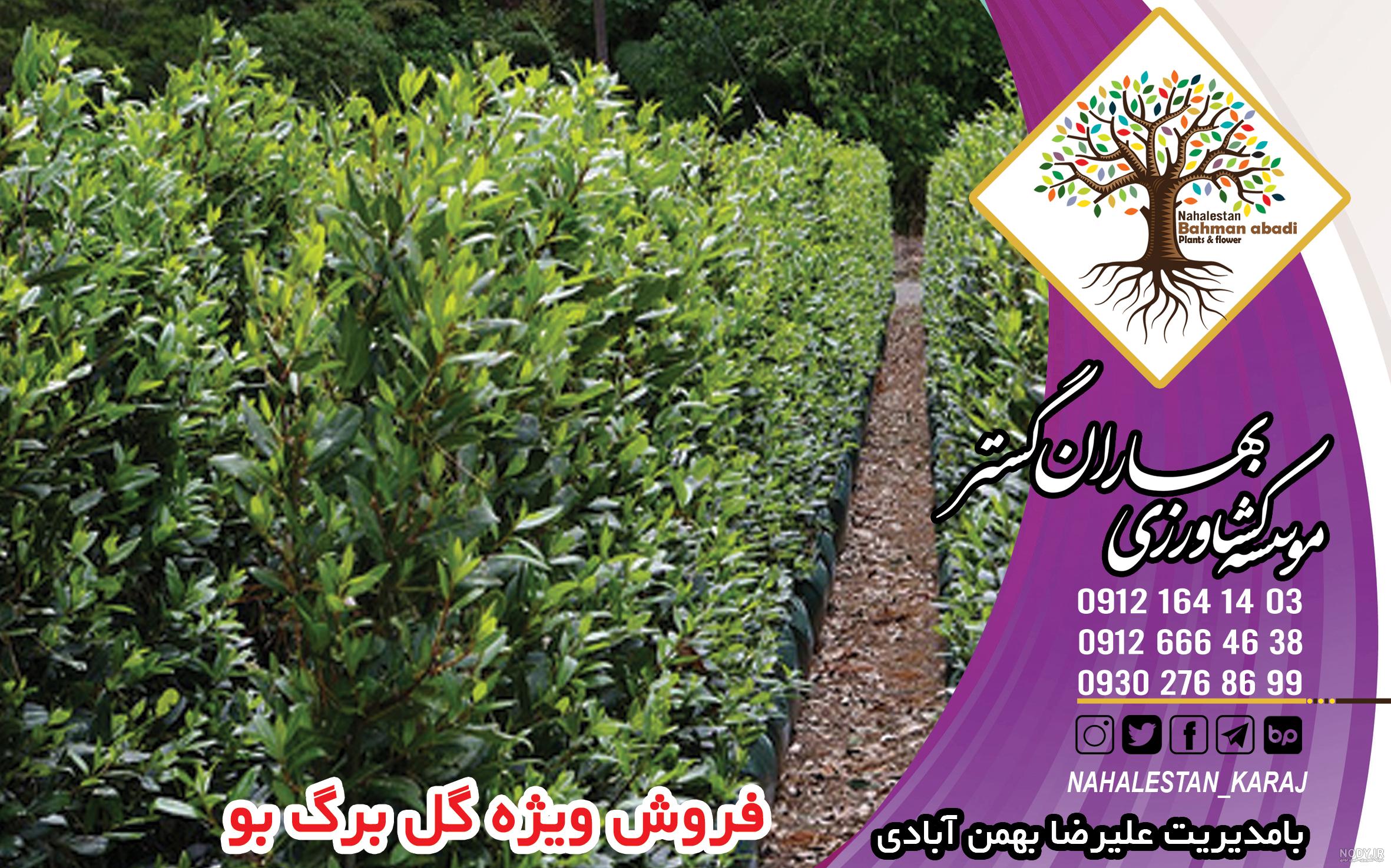 عکس یاس هلندی