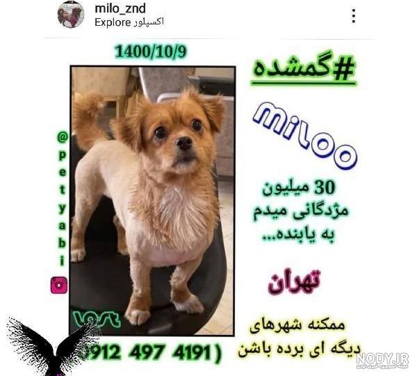عکس سگ دخترانه