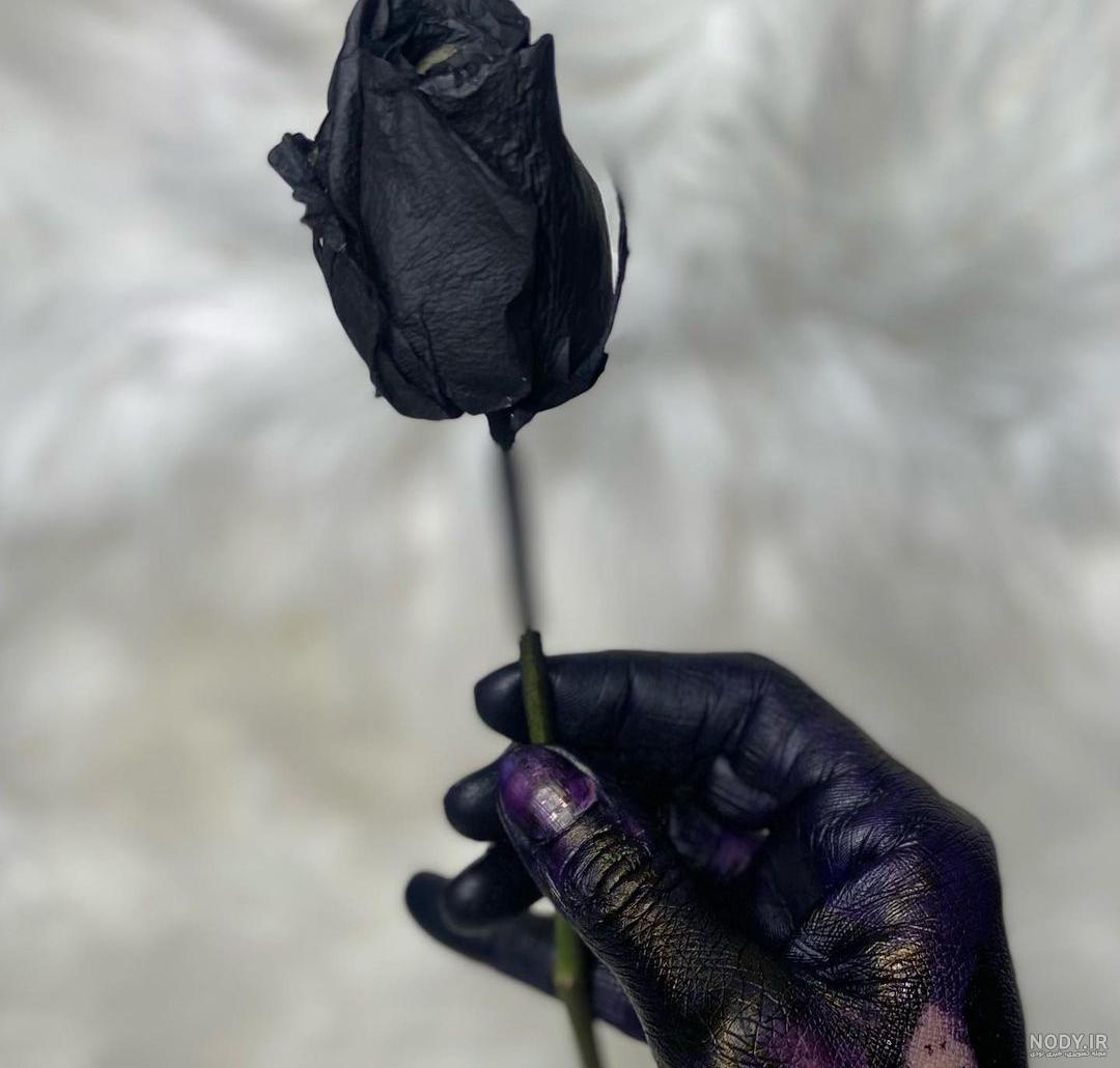 عکس گل سرخ و پروانه عکس گل سرخ و پروانه