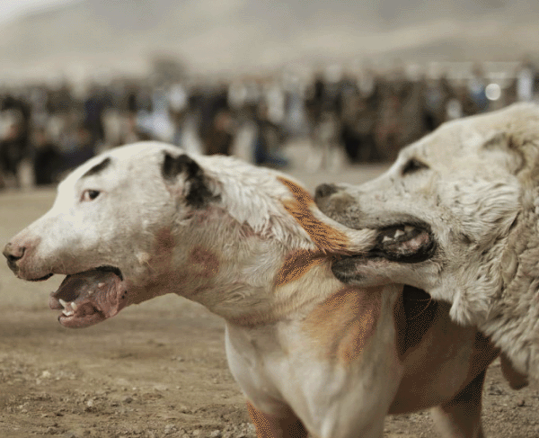 عکس سگ دعوای سرابی